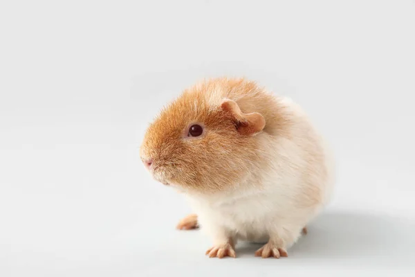 Lustige Meerschweinchen Auf Hellem Hintergrund — Stockfoto