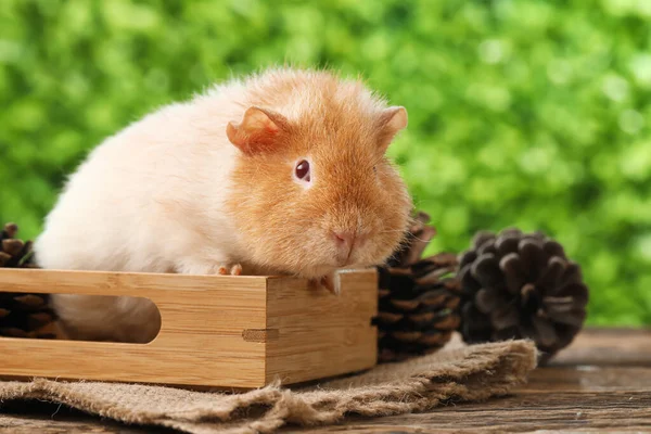 面白いギニア豚で箱の中にモミのコーンとテーブルの上に屋外 — ストック写真
