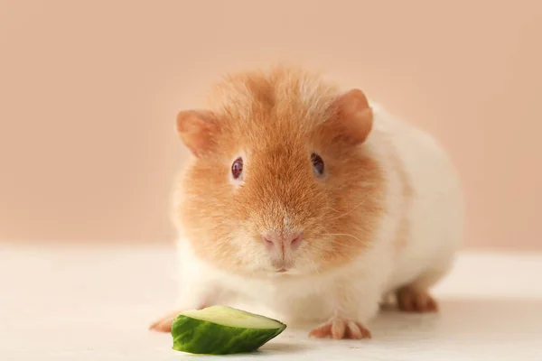 Funny Guinea Pig Cucumber Slice Table Beige Background — Stock Photo, Image