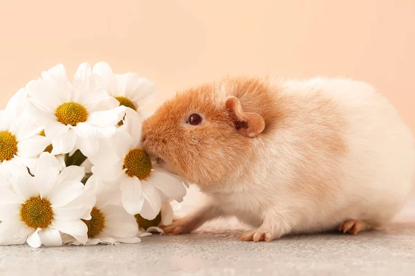 Funny Guinea Pig Flowers Table Beige Background — Stock Photo, Image