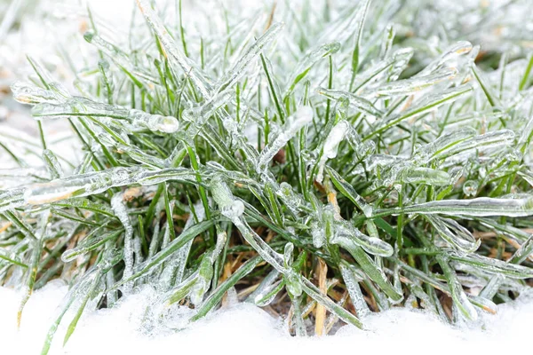 Green Grass Covered Ice Snowy Winter Day — Stock Photo, Image