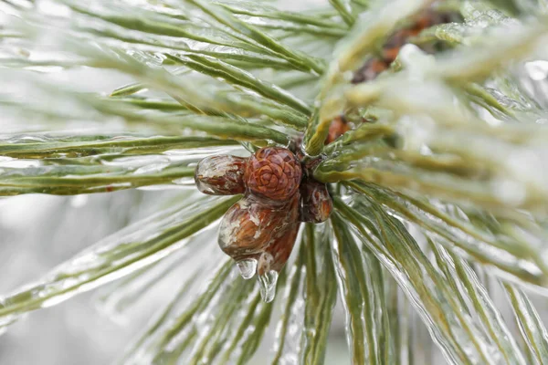 Buzlu Kozalaklı Çam Ağacının Yakın Görüntüsü — Stok fotoğraf