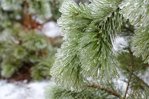 Beautiful Icy Pine Tree Branches Winter Day — Stock Photo, Image