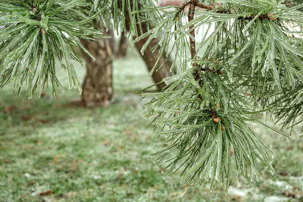 Icy Pine Tree Branches Park — Stock Photo, Image