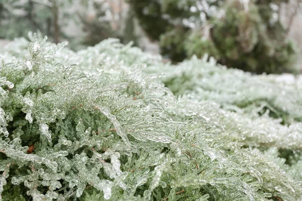 Arbuste Conifères Vert Glacé Par Temps Froid Hiver Dans Parc — Photo
