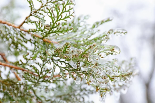 Branche Conifères Vert Glacé Jour Hiver — Photo