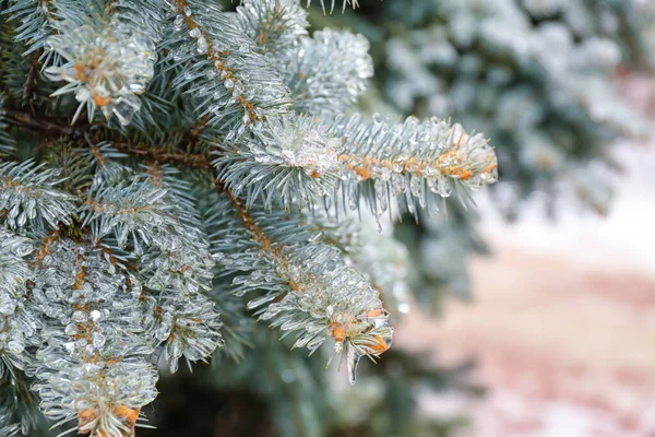 Blue Spruce Branches Covered Ice Winter Day — Stock Photo, Image