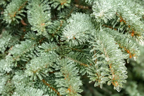 Gyönyörű Kék Lucfenyő Ágak Borított Jég Közelkép — Stock Fotó