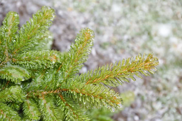 Green Fir Tree Branches Covered Ice Winter Day Closeup — Stock Photo, Image