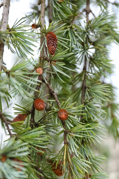 Green Pine Tree Branches Cones Winter Day — Stock Photo, Image