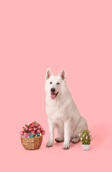 彩色背景的可爱的狗和复活节篮子 — 图库照片