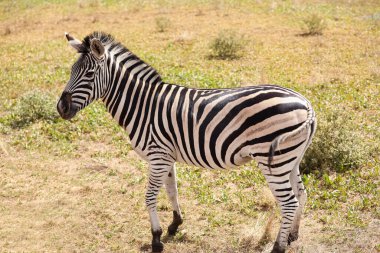 Vahşi yaşam sığınağında güzel bir zebra