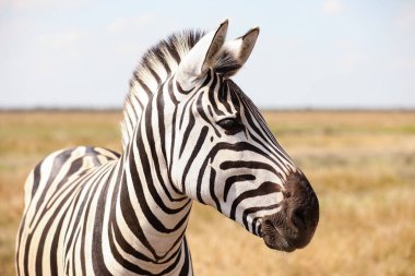 Vahşi yaşam sığınağında güzel bir zebra