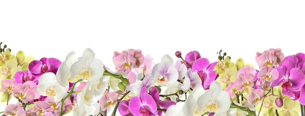 Hermosas Flores Orquídea Sobre Fondo Blanco —  Fotos de Stock