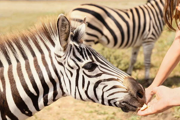 Turist Utfodring Vacker Zebra Naturreservat — Stockfoto