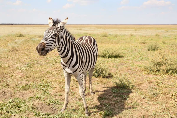 Bela Zebra Santuário Vida Selvagem — Fotografia de Stock