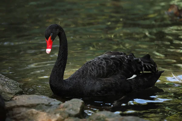 Bellissimo Cigno Nero Nel Giardino Zoologico — Foto Stock