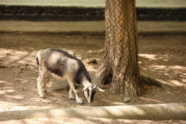 Roztomilá Malá Koza Zoologické Zahradě — Stock fotografie