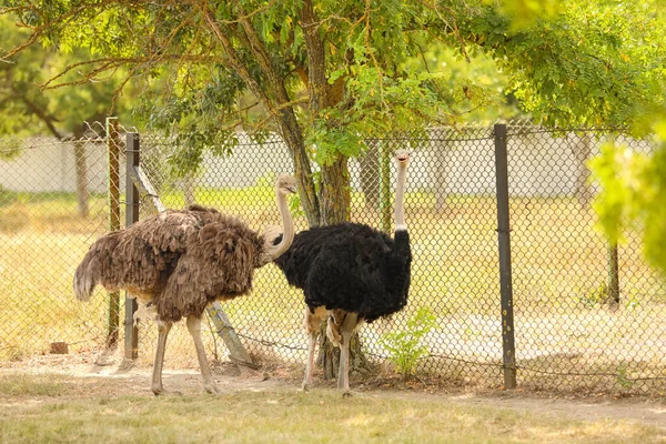 African Ostriches Zoological Garden — Stock Photo, Image