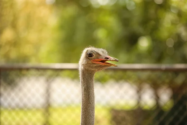 African Ostrich Zoological Garden — Stock Photo, Image