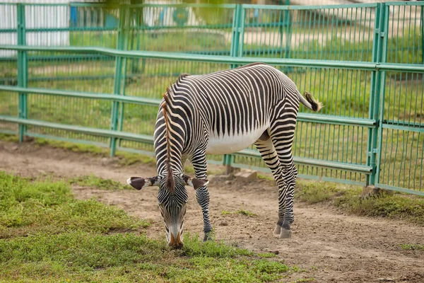 Grevy Zebra Zoologischen Garten — Stockfoto