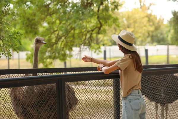 Young Woman Looking African Ostriches Zoological Garden — Stock Photo, Image