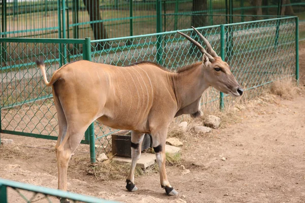 Eland Tragelaphus Oryx Állatkertekben — Stock Fotó