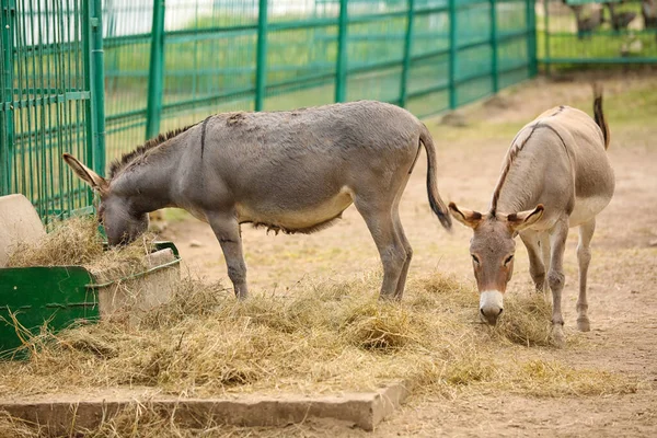 Grey Donkeys Zoological Garden — Stock Photo, Image