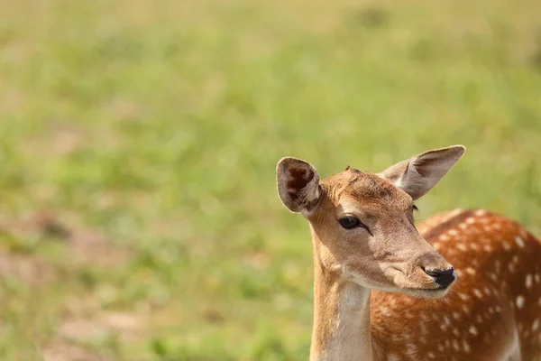 Schöne Hirsche Wildschutzgebiet — Stockfoto