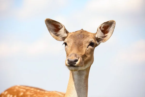 Beautiful Deer Wildlife Sanctuary — Stock Photo, Image