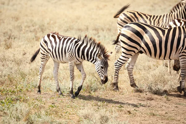 Belíssimas Zebras Santuário Vida Selvagem — Fotografia de Stock
