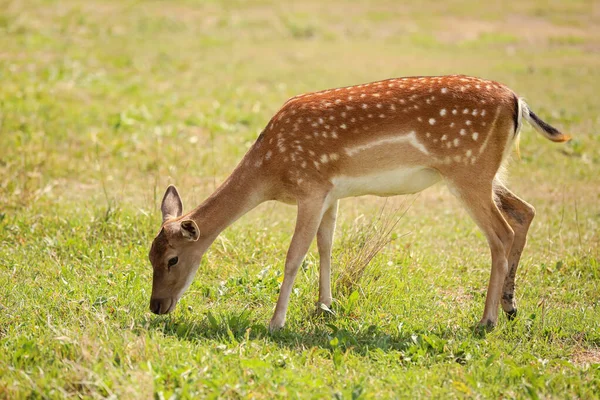 Schöne Hirsche Wildschutzgebiet — Stockfoto