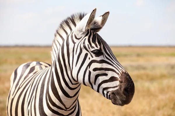 Bela Zebra Santuário Vida Selvagem — Fotografia de Stock