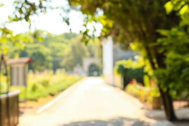 Yazın güzel yeşil parkın bulanık manzarası