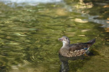 Su birikintisi içinde yüzmeye sevimli ördek