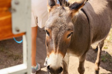 Gri eşek zoolojik bahçede