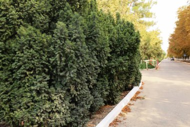 Güneşli yaz gününde güzel yeşil park