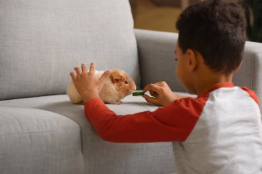 Küçük Afro-Amerikalı çocuk evde tatlı kobayları besliyor.