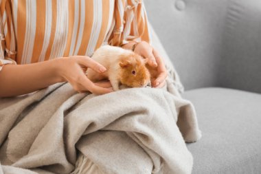 Beautiful young woman with cute guinea pig at home, closeup clipart