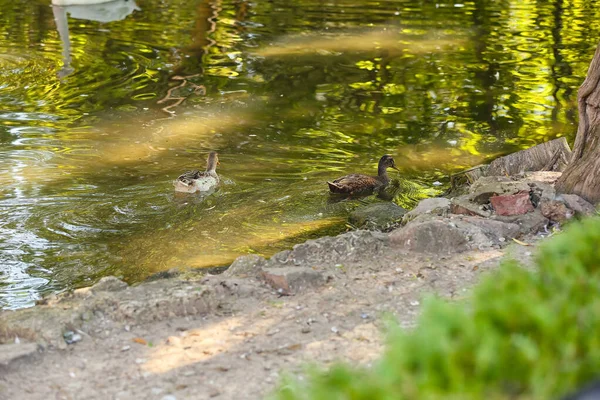 Cute Ducks Pond Zoological Garden — Stock Photo, Image