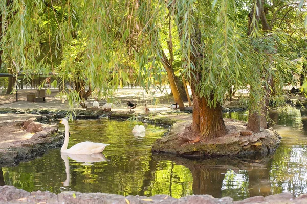 Lagoa Com Diferentes Pássaros Jardim Zoológico — Fotografia de Stock