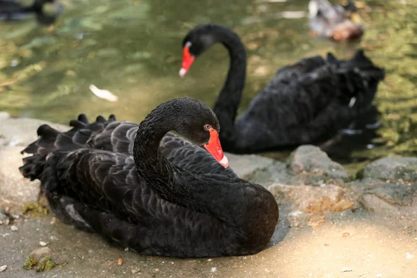 Gyönyörű Fekete Hattyúk Zoológiai Kertben — Stock Fotó