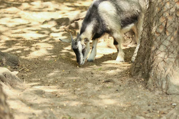 Cute Small Goat Zoological Garden — Stock Photo, Image