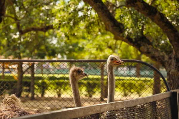 African Ostriches Zoological Garden — Stock Photo, Image