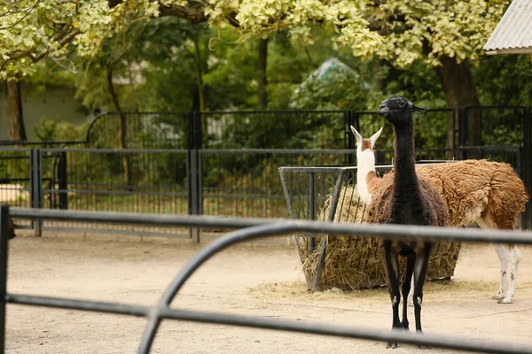 Funny Llamas Zoological Garden — Stock Photo, Image