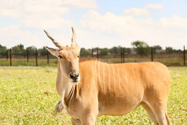 Eland Tragelaphus Oryx Naturschutzgebiet — Stockfoto