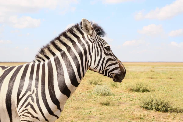 Bela Zebra Santuário Vida Selvagem — Fotografia de Stock