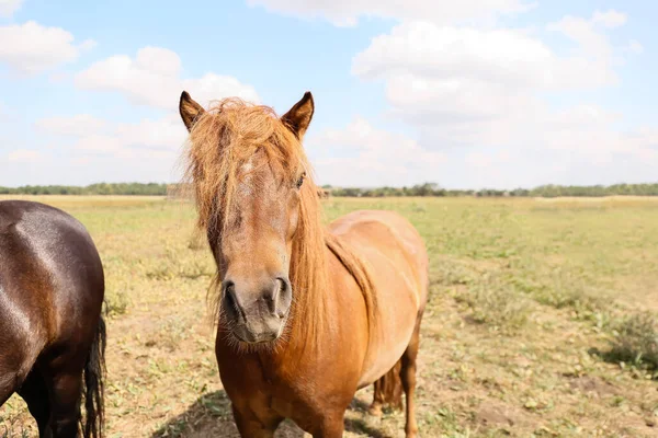 Bonitos Cavalos Pônei Santuário Vida Selvagem — Fotografia de Stock