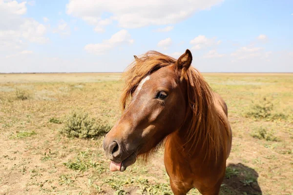 Lindo Caballo Pony Santuario Vida Silvestre — Foto de Stock
