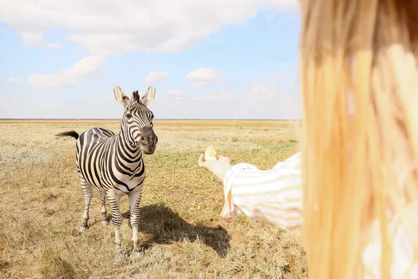 Kobieta Turysta Karmienie Piękne Zebra Rezerwacie Przyrody — Zdjęcie stockowe